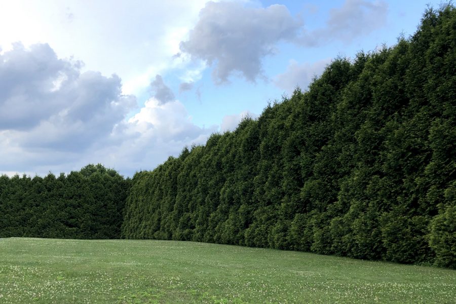 Wall-of-Trees_ByJennyGoodman.jpg